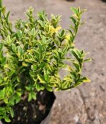 Evonymus Pulchellus. Env 4lts - Imagen 3