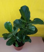 Ficus Pandurata. Env 4lts - Imagen 2