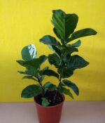 Ficus Pandurata. Env 4lts