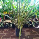 Formio Aurea  Env. 10lts