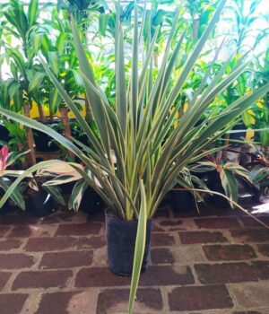 Formio Aurea  Env. 10lts