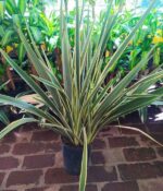 Formio Aurea  Env. 10lts - Imagen 2