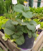 Frutillas x5 Plantines - Imagen 2