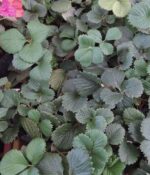 Frutillas x5 Plantines