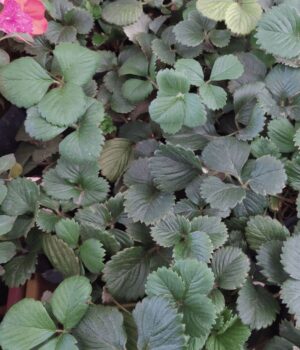 Frutillas x5 Plantines