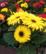 Gerbera Maceta N° 12 - Imagen 2