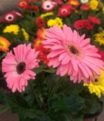 Gerbera Maceta N° 12 - Imagen 5