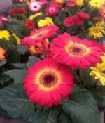 Gerbera Maceta N° 12 - Imagen 4