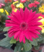 Gerbera Maceta N° 12 - Imagen 3