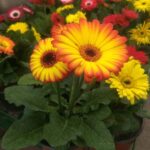 Gerbera Maceta N° 12