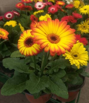 Gerbera Maceta N° 12