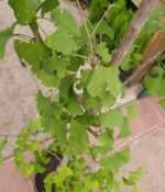 Ginkgo Biloba. Env 15lts - Imagen 4