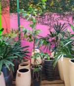 Guayaba. Env 7lts - Imagen 3