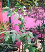 Guayaba. Env 7lts - Imagen 2