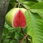 Guayaba. Env 7lts