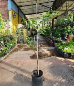 Guinda. Env 10lts - Imagen 2