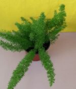 Helecho Menyeri "Tubo"