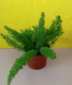 Helecho Menyeri "Tubo" - Imagen 2