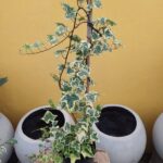 Hiedra variegada. Env 3lts