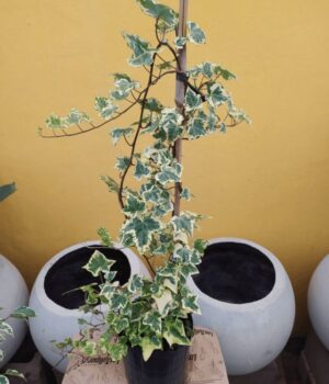 Hiedra Variegada. Env 3lts
