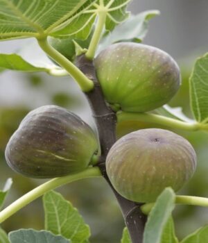 Higo Negro Env.15Lts