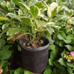 Hortensia Disciplinada Env 3lts
