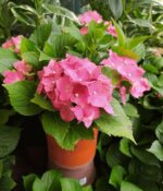 Hortensia. Env 3lts - Imagen 5