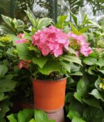 Hortensia. Env 3lts - Imagen 4