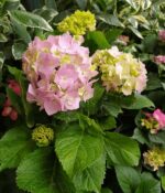 Hortensia. Env 3lts - Imagen 3