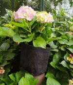 Hortensia. Env 3lts - Imagen 2