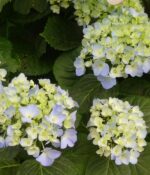 Hortensia. Env 3lts - Imagen 9