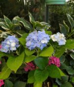 Hortensia. Env 3lts - Imagen 7