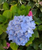 Hortensia. Env 3lts - Imagen 6