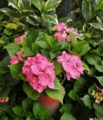 Hortensia. Env 3lts