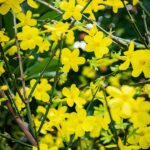 Jazmin amarillo