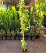 Jazmin Chino. Env 3lts - Imagen 2