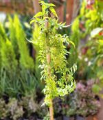 Jazmin Chino. Env 3lts - Imagen 3