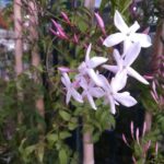 Jazmin Chino. Env 3lts