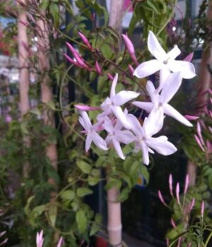 Jazmin Chino. Env 3lts