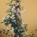 Jazmín de Lluvia. Env 4lts