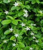 Jazmin del Cabo. Env 4lts - Imagen 4