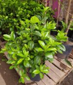 Jazmin del Cabo. Env 7lts - Imagen 2