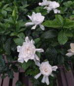 Jazmin del Cabo. Env 7lts - Imagen 3