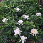 Jazmin del Cabo. Env 7lts