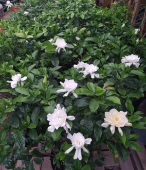 Jazmin del Cabo. Env 7lts