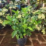 Jazmin del Cabo. Env 4lts