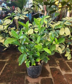 Jazmin del Cabo. Env 4lts