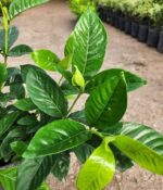 Jazmin del Cabo. Env 4lts - Imagen 2