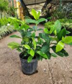 Jazmin del Cabo. Env 4lts - Imagen 3