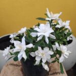 Jazmín Kimura Env 3lts